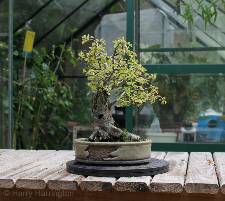 hawthorn bonsai